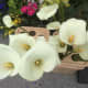 The plants for sale at the market are always popular.