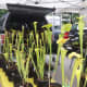 Carnivorous pitcher plants for sale