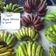 Beautiful Organic, Pesticide-Free Bananas