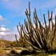 Organ pipe cactus.