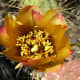 Staghorn cactus blossom.