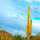 Saguaro cactus.