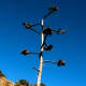 Agave seed pods.