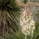 Yucca in bloom.