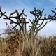 Staghorn cactus.