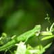 A Little Green Grasshopper