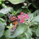 A Butterfly on a Penta Plant