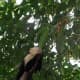A Monkey Watching Us