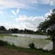 Paddy field