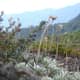 Volcanic flowers