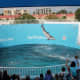 Dolphin show, Clearwater Marine Aquarium