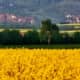 Field of rape plants in foreground