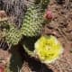 Prickly pear cactus with a blooming flower.  A couple other flowers are getting ready to bloom.