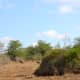 african-wildlife-national-parks