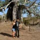 This Imbondeiro tree in Kissama is huge!  Here's the author and her boyfriend underneath it