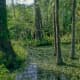 The Cypress Swamp - one of the great natural habitats of Florida. This primeval habitat now forms part of the Silver Springs Theme Park