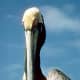 Photographs of Subjects from Around the World. A portrait of a pelican on the Gulf Coast of Florida, USA 