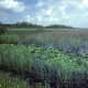 The wetlands of the Everglades National Park form the largest expanse of wilderness in Florida, a national treasure, and a true wildlife haven