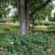 Municipal Rose Garden in Tyler, Texas 