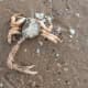 Crab