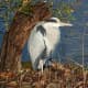 Heron