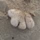 'Dead' dead man's fingers washed up on the beach