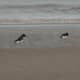 Oystercatchers