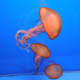Jellyfish in natural lighting