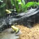 Yellow and Green Frogs