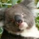 A koala close up.