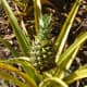 Pineapple growing at the Dole plantation