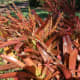 Tropical plants at the pineapple plantation