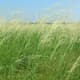 Sand Reed Grass