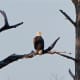 Bald Eagle in Honeymoon Island State Park