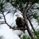Southern Bald Eagle