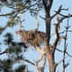 Eagle Nest on Honeymoon Island