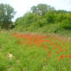 The scenery varies from lush green valleys to stunning golden beaches. These are some poppies.