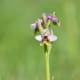 The Gargano is home to one of the largest Orchid populations in Europe. This is the Ophrys neglecta.