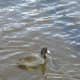 An American coot