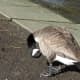 Preening time