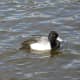 A male scaup
