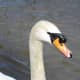 A beautiful mute swan