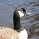 A relaxed goose