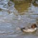 A female common goldeneye