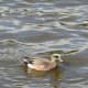 A male American widgeon