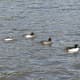 A group of ducks; the little guy at the back is a male bufflehead