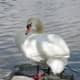 The mute swans at Lost Lagoon have been sent to a retirement home, where they are safer than they were on the lagoon.
