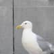 This gull knows that people eat on the steps of the gallery and is looking for tidbits.