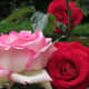 The gardens of Notre Dame were adorned with roses and other flora.