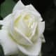 The roses grow in the Notre Dame square where in World War II the French resisted the Nazis.